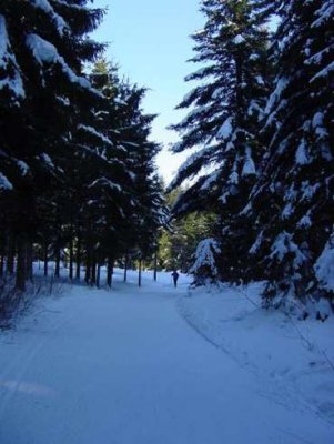 Le long des pistes de ski de fond dans le bois de Billin