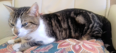 chat