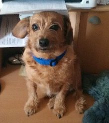 Chien perdu